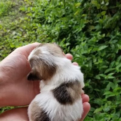 Tiny white-and-brown puppy cradled in a hand, shown from behind against green foliage.