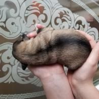 Small brown-and-black puppy being held in two hands against a patterned background