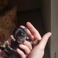 Tiny black puppy resting in a person’s hand indoors