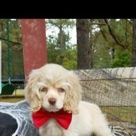 Small white puppy wearing a red bow tie, sitting outdoors on a bench.