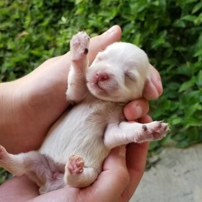 Newborn cream-colored puppy sleeping in cupped hands outdoors