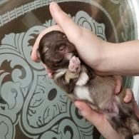 Tiny brown-and-white puppy being gently held in two hands