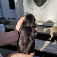Hand holding a tiny black puppy at a front door in sunlight