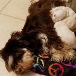 Small shaggy dog curled up asleep on a tiled floor, wearing a colorful patterned sweater.
