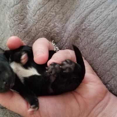 Tiny black-and-white puppy curled in a hand against a gray blanket