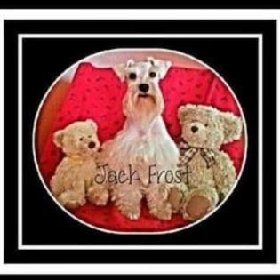 Three plush dogs on a red background, with a white dog centered between two teddy bears and “Jack Frost” text.