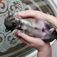 Tiny gray puppy lying on its back in two hands, with belly and pink paws visible.