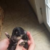 Tiny black-and-tan puppy being held in hands near a tiled floor and doorway