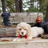 Cream-colored puppy with red ribbon lying on a bench beside a pumpkin Halloween decoration outdoors