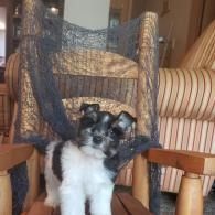 Small black-and-white puppy sitting on a wooden chair in a cozy room