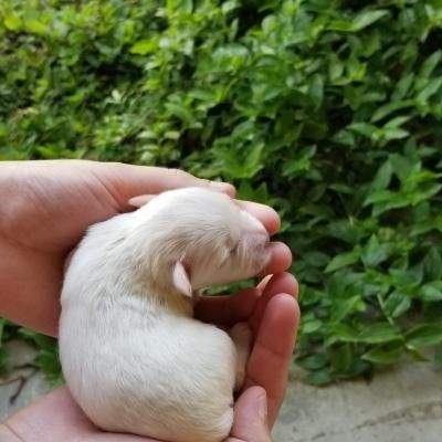 A tiny white puppy curled in a person’s hands, with green foliage in the background.