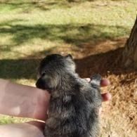 Small gray puppy on a person's hand in a sunny grassy outdoor area
