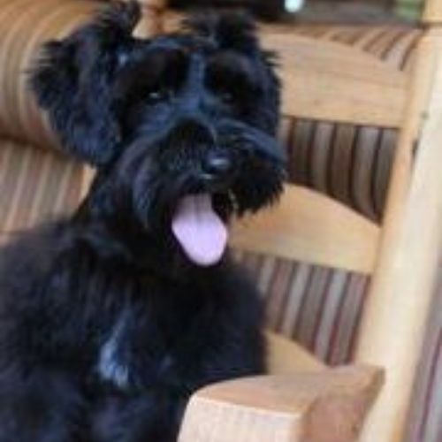 Black dog with tongue out sitting on a striped chair