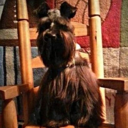 Small black dog sitting on a wooden chair in warm indoor light