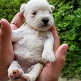 White puppy resting in hands with a green leafy background