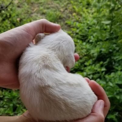 Small white puppy curled in two hands against a grassy background