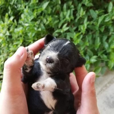 Tiny black-and-white puppy being gently held in two hands outdoors