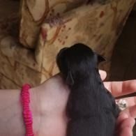 Small black puppy being held in a hand against a patterned blanket background
