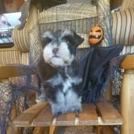Small black-and-white dog in a Halloween costume sitting on a wooden chair with a pumpkin decoration