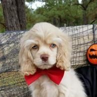 Cream-colored puppy with a red bow tie beside a Halloween pumpkin outdoors