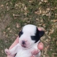 Tiny black-and-white puppy being held in a hand outdoors on grass.