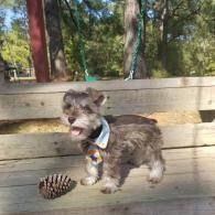 Small gray dog standing on a wooden deck beside a pine cone, wearing a blue collar outdoors