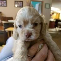 Tiny cream-colored puppy being held in a hand indoors, with a blurred living room in the background.