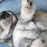 Fluffy gray-and-white puppy lying on its back, paw raised against a blue blanket.