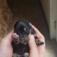 Tiny black puppy being held in two hands, with eyes closed and paws curled up.