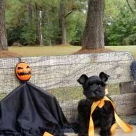 Black dog and jack-o'-lantern Halloween decorations on a bench in a wooded park