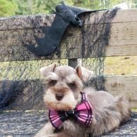 Small gray dog with a pink striped bow tie lying on a bench with a black Halloween decor behind it.