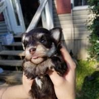 Tiny black-and-tan puppy being held outdoors in front of house steps and a lawn.
