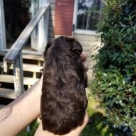 Hand holding a small brown puppy outdoors near a porch and stairs