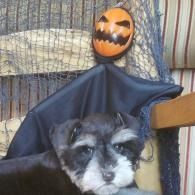 Small black-and-white dog in front of a Halloween jack-o'-lantern decoration and netting