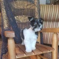 Small black-and-white dog standing on a wooden chair indoors, looking at the camera.