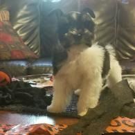 Black-and-white dog sitting on a couch among blankets and toys