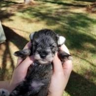 Newborn black-and-gray puppy held in two hands outdoors on grass