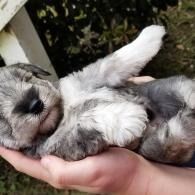 A gray-and-white puppy lying on its back in a person's hand outdoors, with one paw raised.