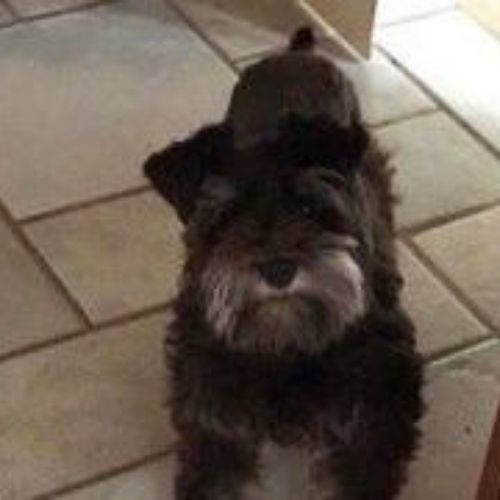 Small black dog with a gray beard standing on a tiled floor, looking up at the camera.