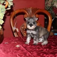 Small gray puppy sitting on a red tablecloth in front of an ornate wooden chair