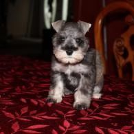 Small gray puppy standing on a red patterned rug indoors.