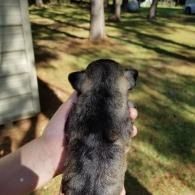 Hand holding a small gray puppy outdoors on a grassy lawn with trees and a house in the background
