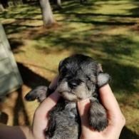 Tiny black-and-gray puppy held in two hands outdoors on grass, with trees in the background