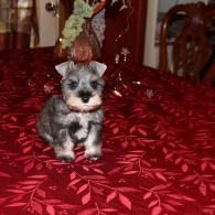 Small gray puppy sitting on a red patterned bedspread indoors