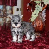 Small gray puppy standing on a red patterned table with a vase and flowers in the background