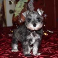 Small gray-and-white puppy standing on a red patterned blanket indoors