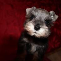 Small black and gray puppy with a fluffy face against a dark red background