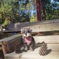 Small gray dog in a red bandana sitting on a wooden bench with pinecones in a wooded area.