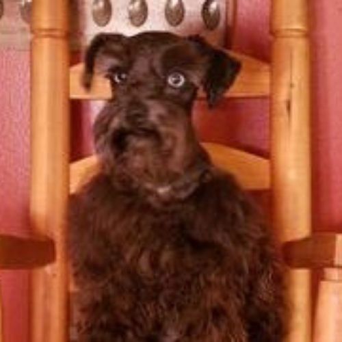 Small black dog sitting on a wooden chair, looking alert against a pink background