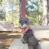 Small gray dog wearing a red gingham bandana sitting on a bench in a wooded park